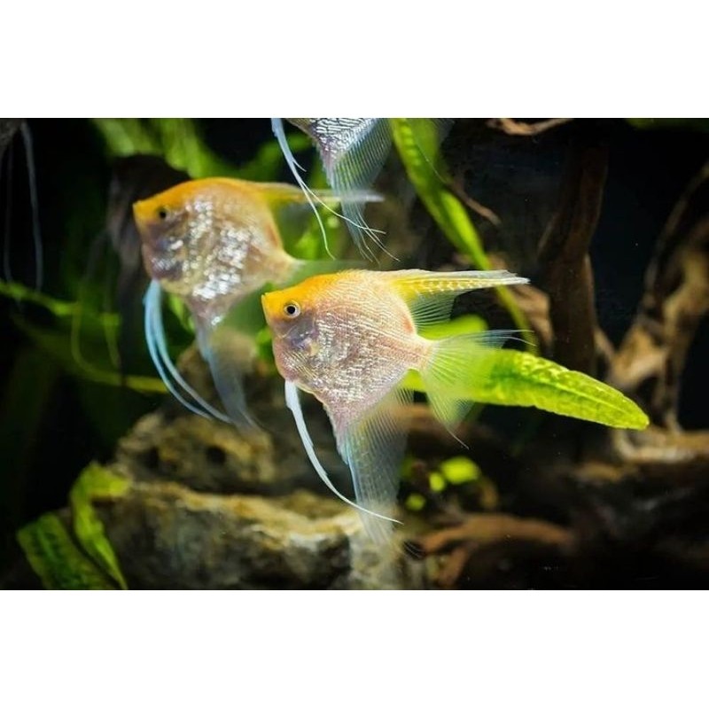 Angelfish Golden Head ( ISI 2 ) Manfish | Ikan Layang Layang