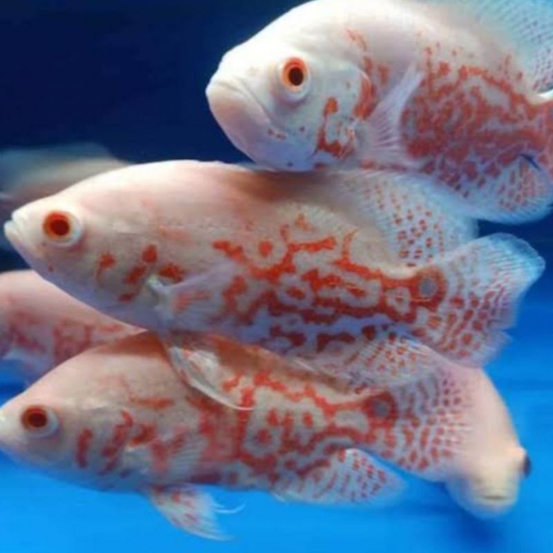 Ikan Oscar al Oskar Tiger 7-8 CM white albino merah batik unik tankmate aquarium