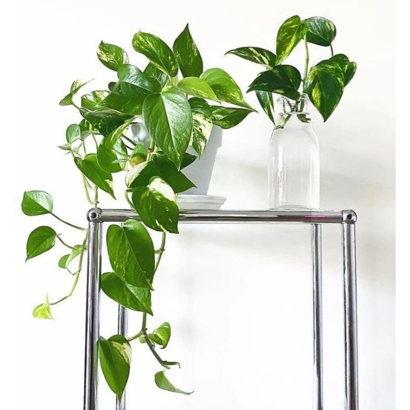 TANAMA HIAS SIRIH GADING SUPER RIMBUN&PANJANG