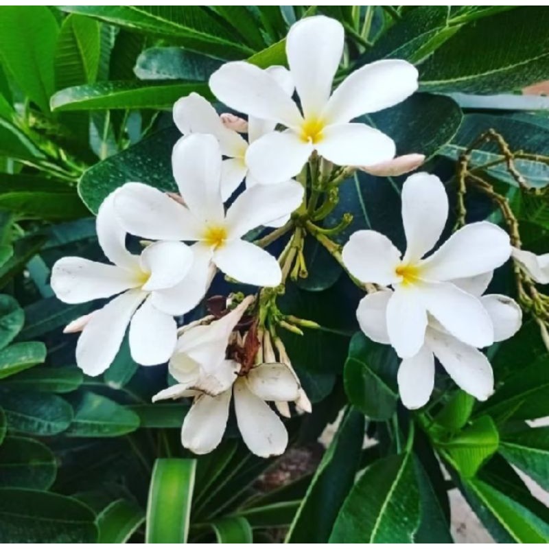 POHON BUNGA KAMBOJA BALI PUTIH SUDAH BER AKAR  TINGGI ±50CM / TANAMAN BUNGA KAMBOJA BALI BER AKAR