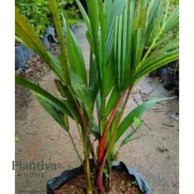 (  BISA COD ) Promo Termurah Tanaman hias palem merah Tanaman Hias palem botol merah