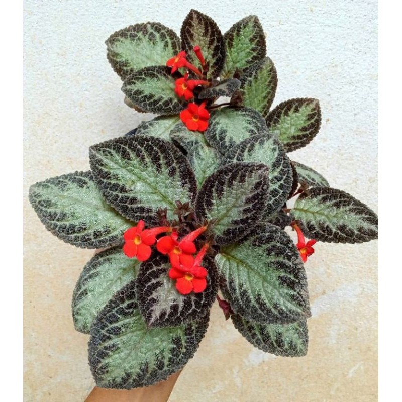 tanaman hias episcia cupreata - episcia coklat silver - episcia