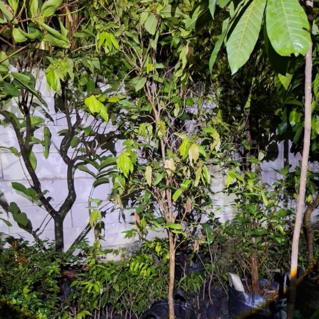 Tanaman anggur pohon white jaboticaba ( 1 METER UP ) Anggur putih