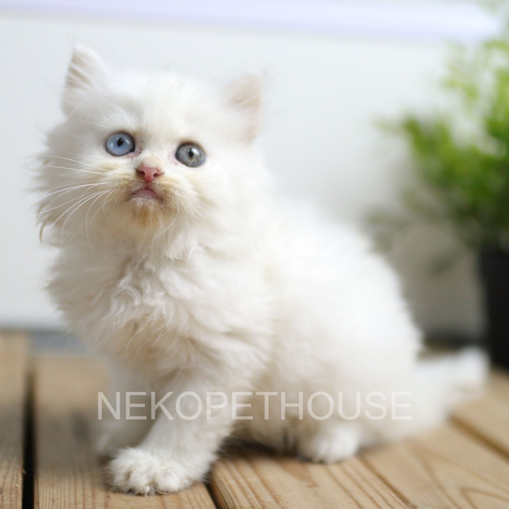 Kucing Persia Flatnose Bulu Kapas 2.5 bulan