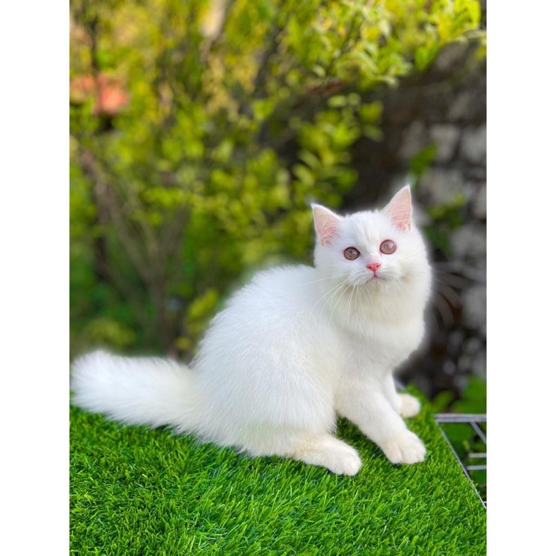 kucing persia kitten persia putih white solid betina
