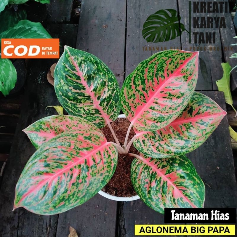 Tanaman hias aglonema big papa - Aglonema big papa - Big papa ( Bisa COD )