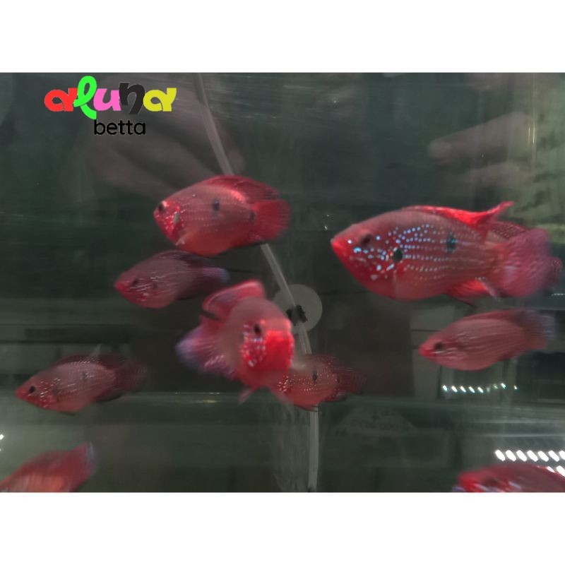 Red Jewel Cichlid Ukuran 3-5 Cm induk