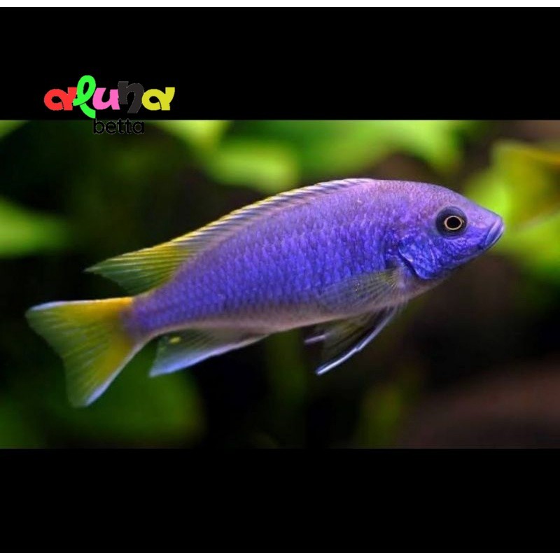 aneka cichlid 6-8 cm, Acei, dragon blood, latifasciata, red rubin, redflush,hybrid, jendral, redflus