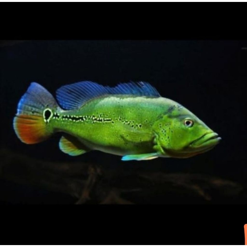Size 6-8 cm pbas  Pbass All Varian Aquarium pbas tankmate