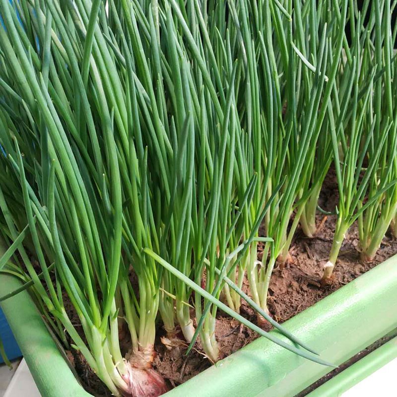 fress 100 Biji - Benih Bawang Daun - Tumbuh Seragam Dan Lambat Berbunga - Bibit Sayur Sayuran Oncang