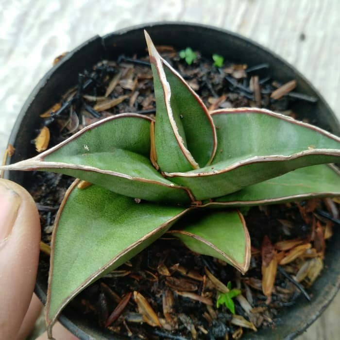 Tanaman Sansivera Pinguiculata Short