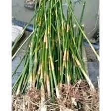 Bambu cendani bambu cina hias tinggi 1 meter Bibit Unggul Siap Tanam Lestari Alamku