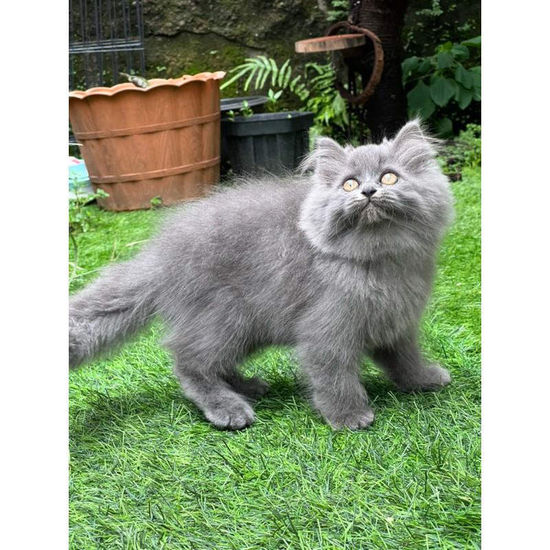 Kucing Persia Anggora Himalaya Ragdoll Peaknose British shorthair Mainecoon sphinx bengal