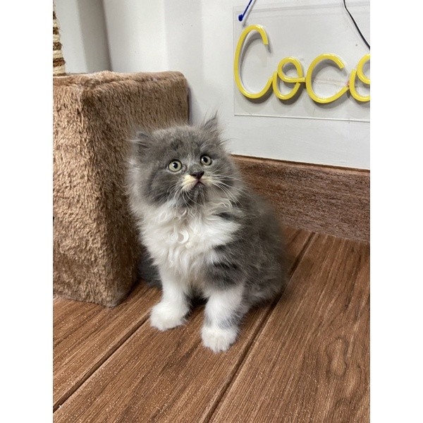 Kucing Kitten Persia Flatnose Longhair 2,5 Bulan