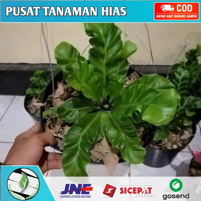 Tanaman hias kadaka lasagna - kadaka lasagna