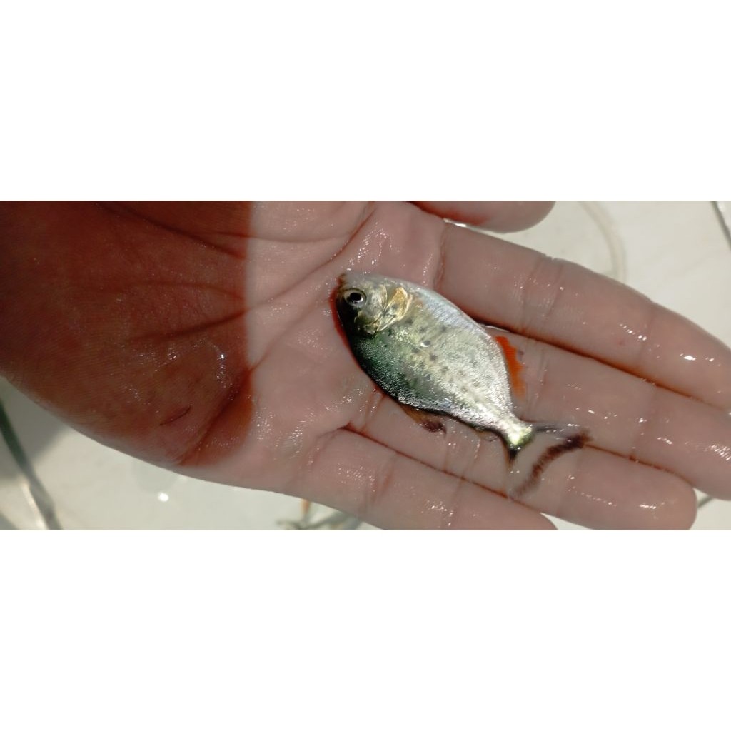 Ikan Red-bellied Piranha (RBP) -+4-5 cm