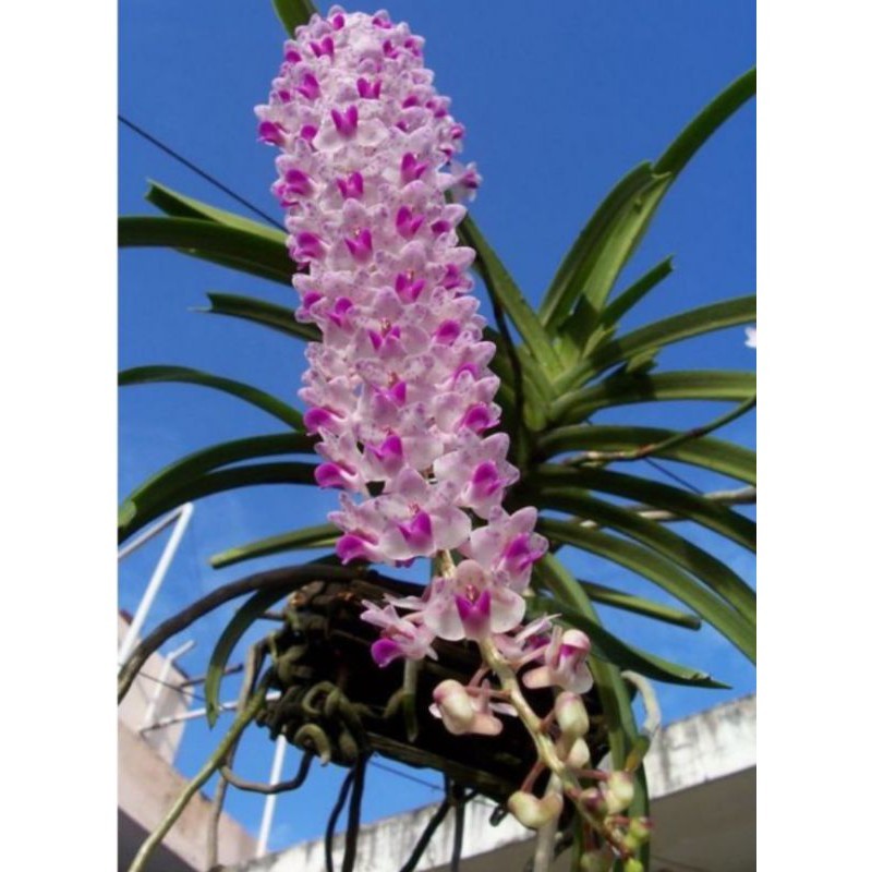 Promo Bibit anggrek Ekor tupai anakan