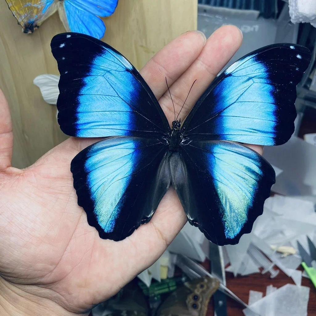 Real Butterfly Specimens Ornaments Handmade ect Decorations Student Creative Birthday Gift Wings Hom