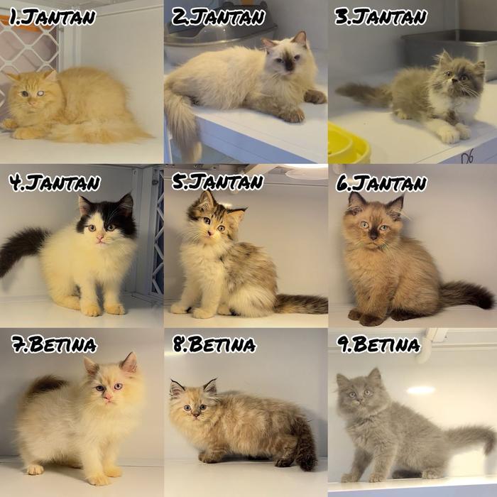 Kucing Kitten Persia Jantan & Betina