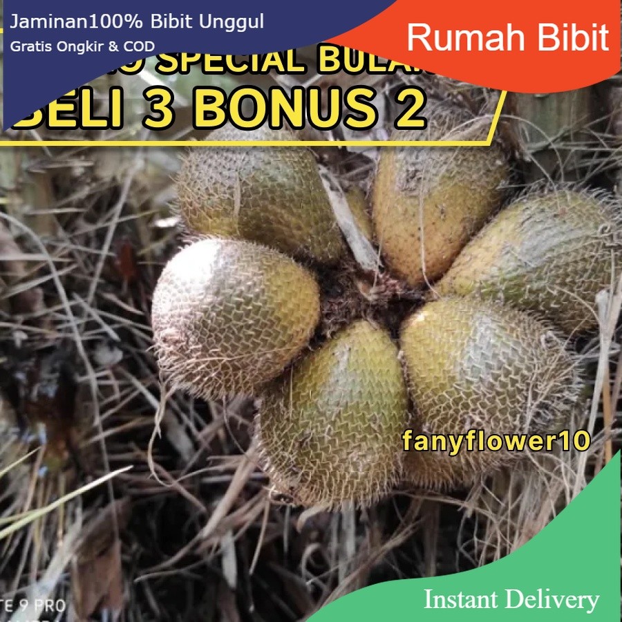 BELI 3 BONUS 2 / SALAK GADING | kwalitas bibit unggul | PLUS BONUS 1 PUPUK GRATIS