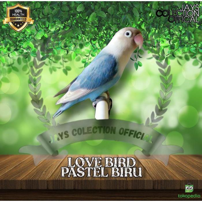 Burung Lovebird Pastel Biru