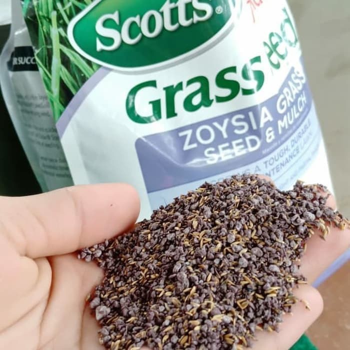 Benih Bibit Biji Rumput Zoysia Matrella untuk lapangan sepak bola