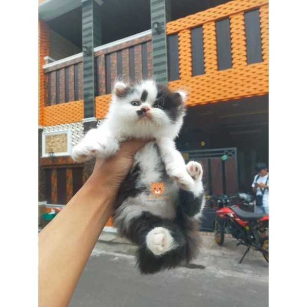 kucing Persia flatnose pendek super bigbone