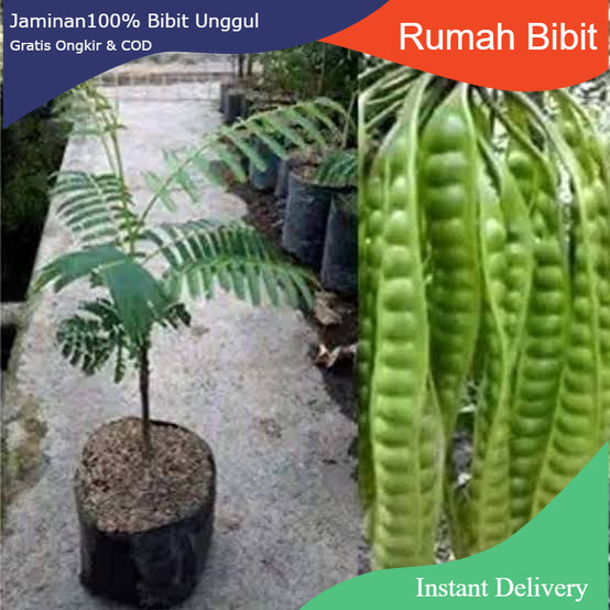 Petai okulasi | jaminan cepat berbuah | Bibit Okulasi / sambung pucuk