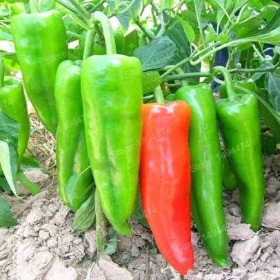 promo Pupuk Cabe Organik Cair Cepat Berbuah Lebat Nutrisi Tanaman Cabe