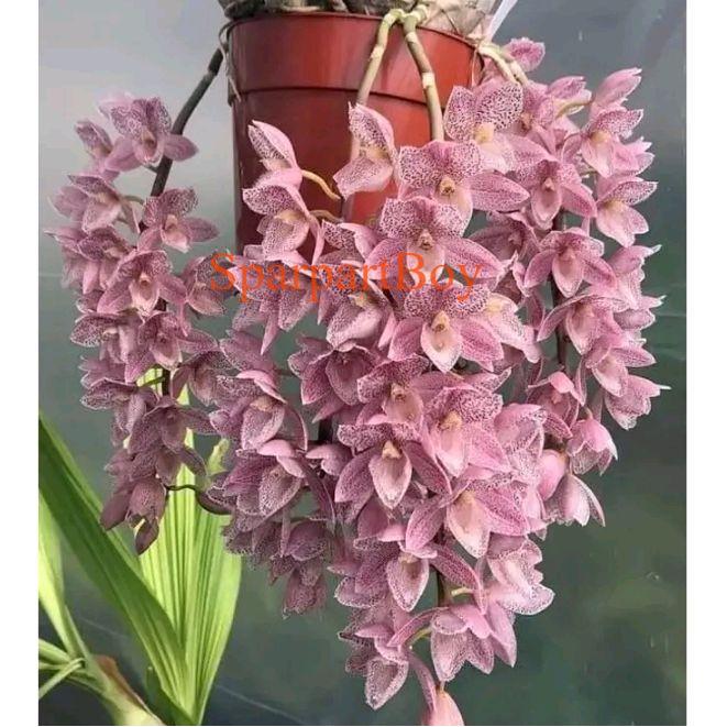 Tanaman Bunga Anggrek Tanah Wangi Anggrek Tanah Hidup