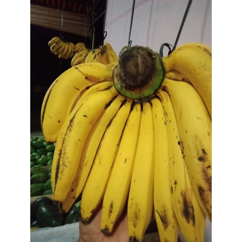 SUPER Bibit Pisang Ambon - Pisang Ambon Warangan - Bibit Pisang Ambon Kuning,