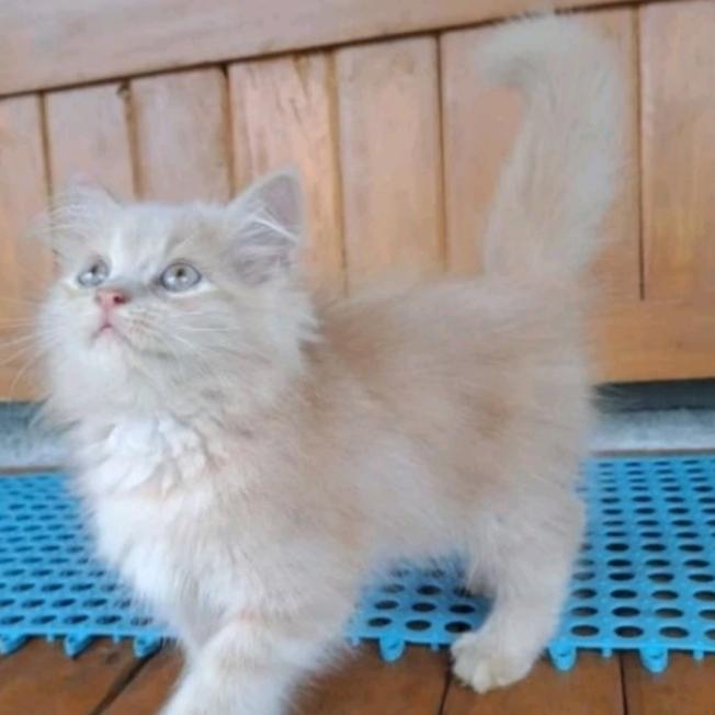 kucing kitten persia medium longhair