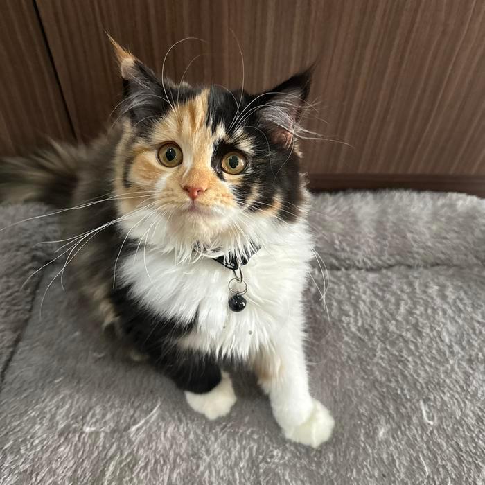 Kucing Persia medium longhair - Calico