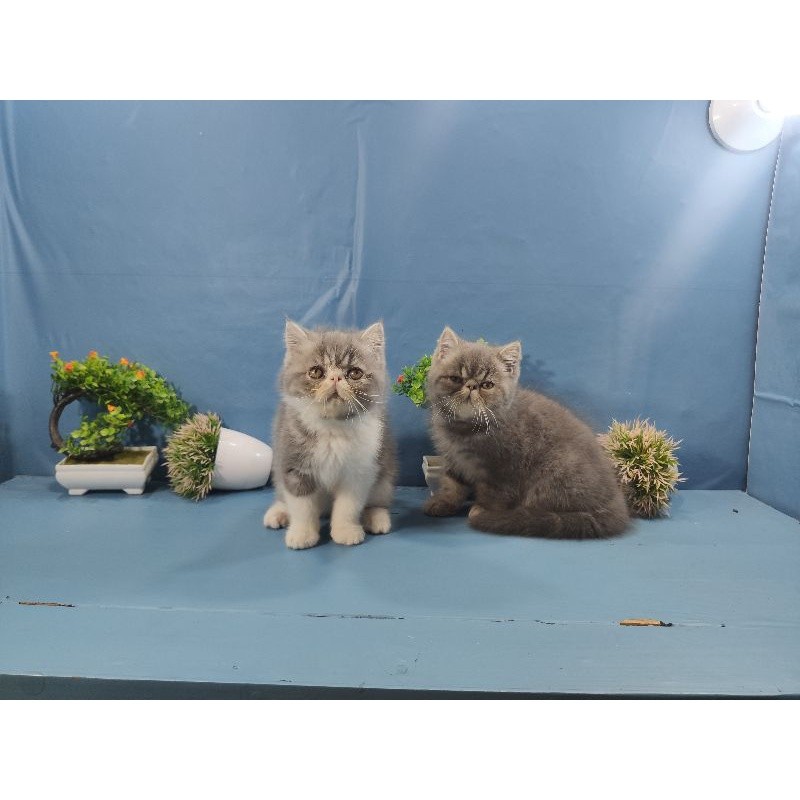 kucing peaknose Exotic shorthair
