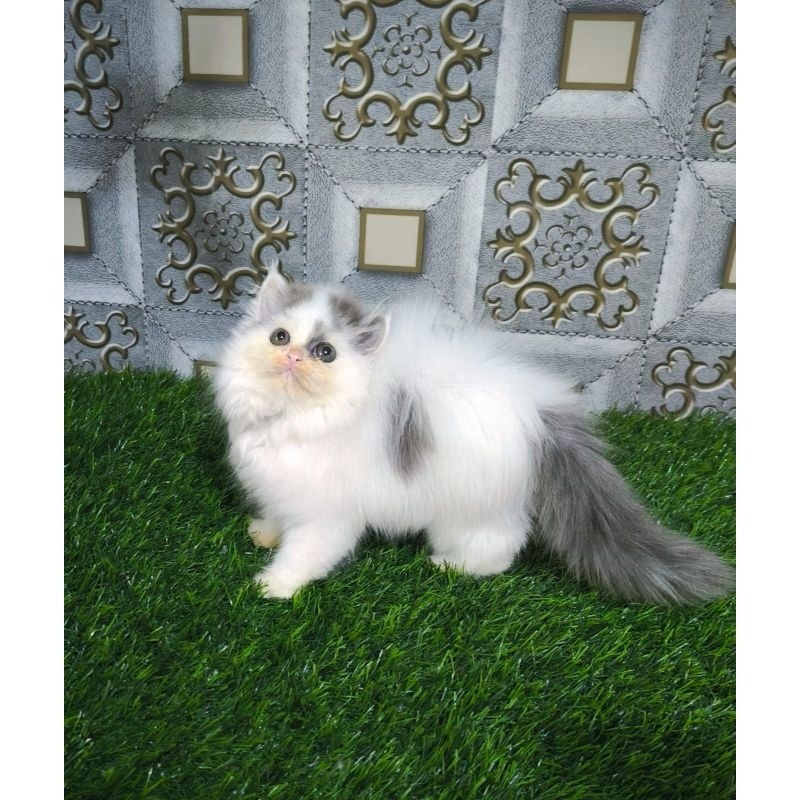 KUCING PERSIA KITTEN/KUCING PEAKNOSE/KUCING PERSIA/KUCING HIMALAYA/KUCING ABU