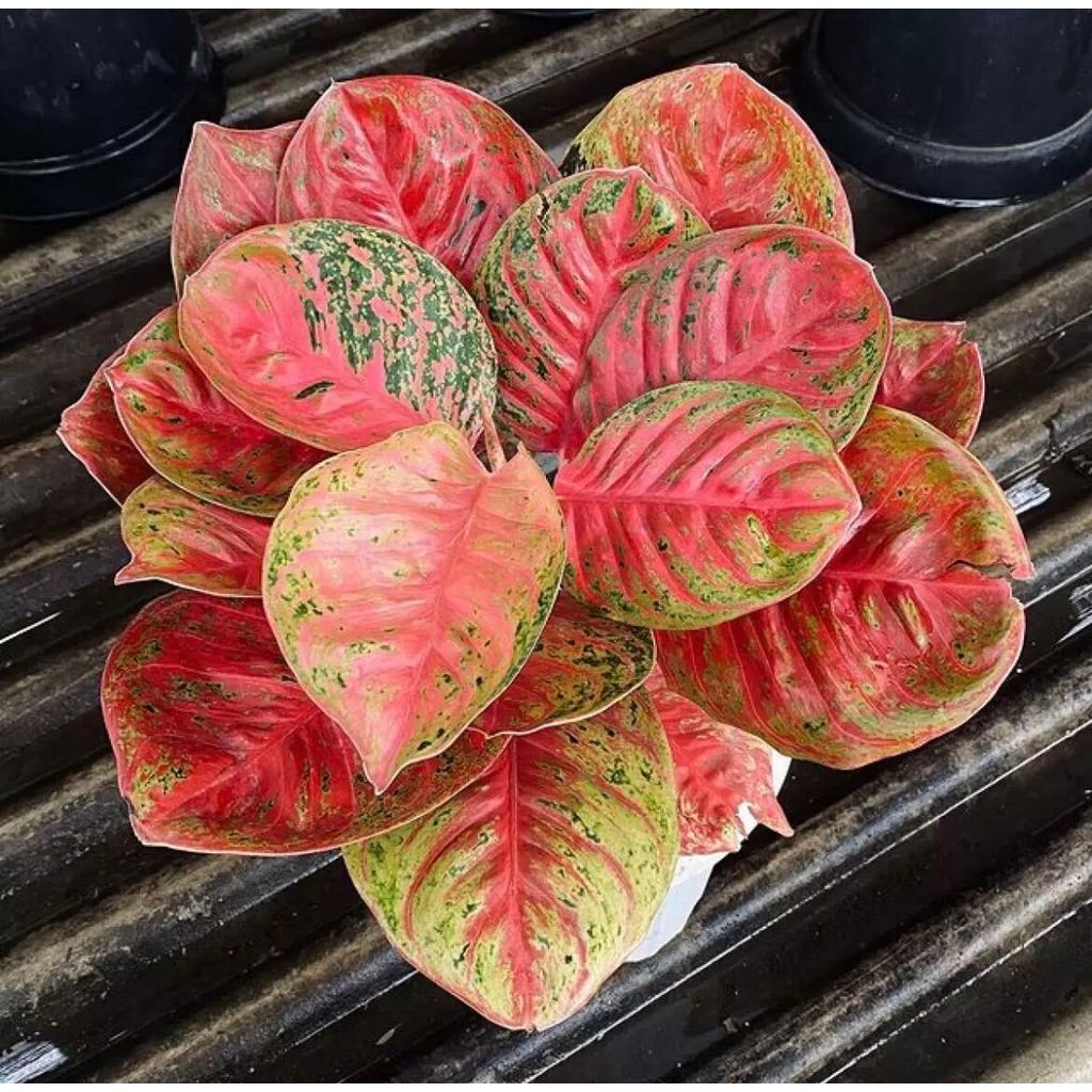 bibit bonggolan Aglonema Wulandari