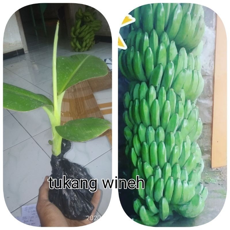 bibit pisang raja bulu#raja temen#raja sajen#raja manten