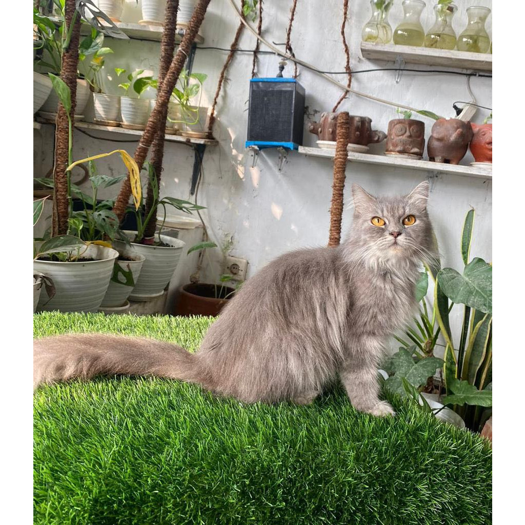 Kucing Persia Kitten Anak Kucing Lucu Cantik