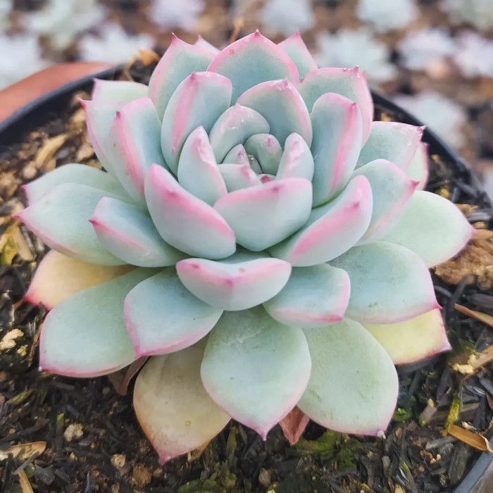 Tanaman Sukulen / Kaktus Mawar