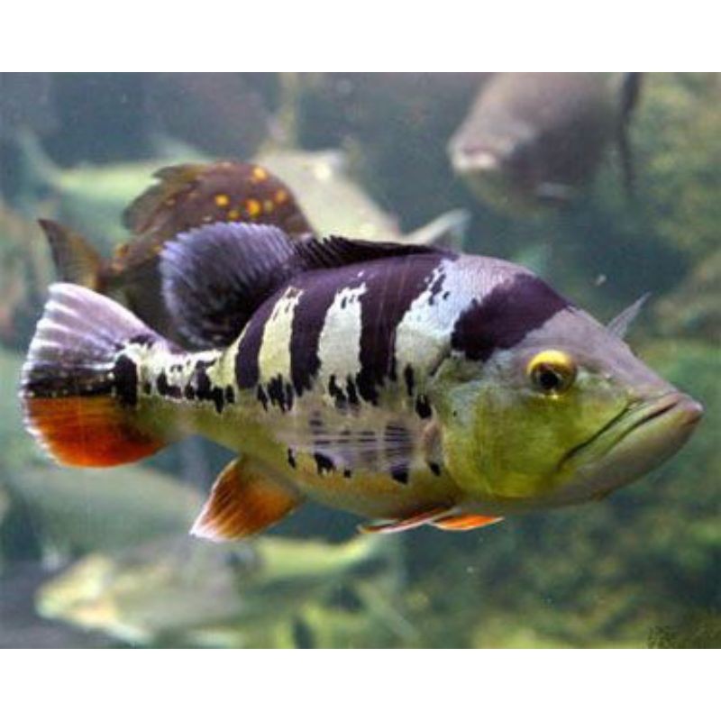 PBASS MONO PIBAS MONOCULUS SZ 8-10 CM