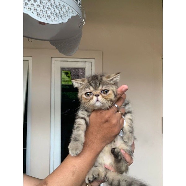 Kucing Persia exotic shorthair kitten