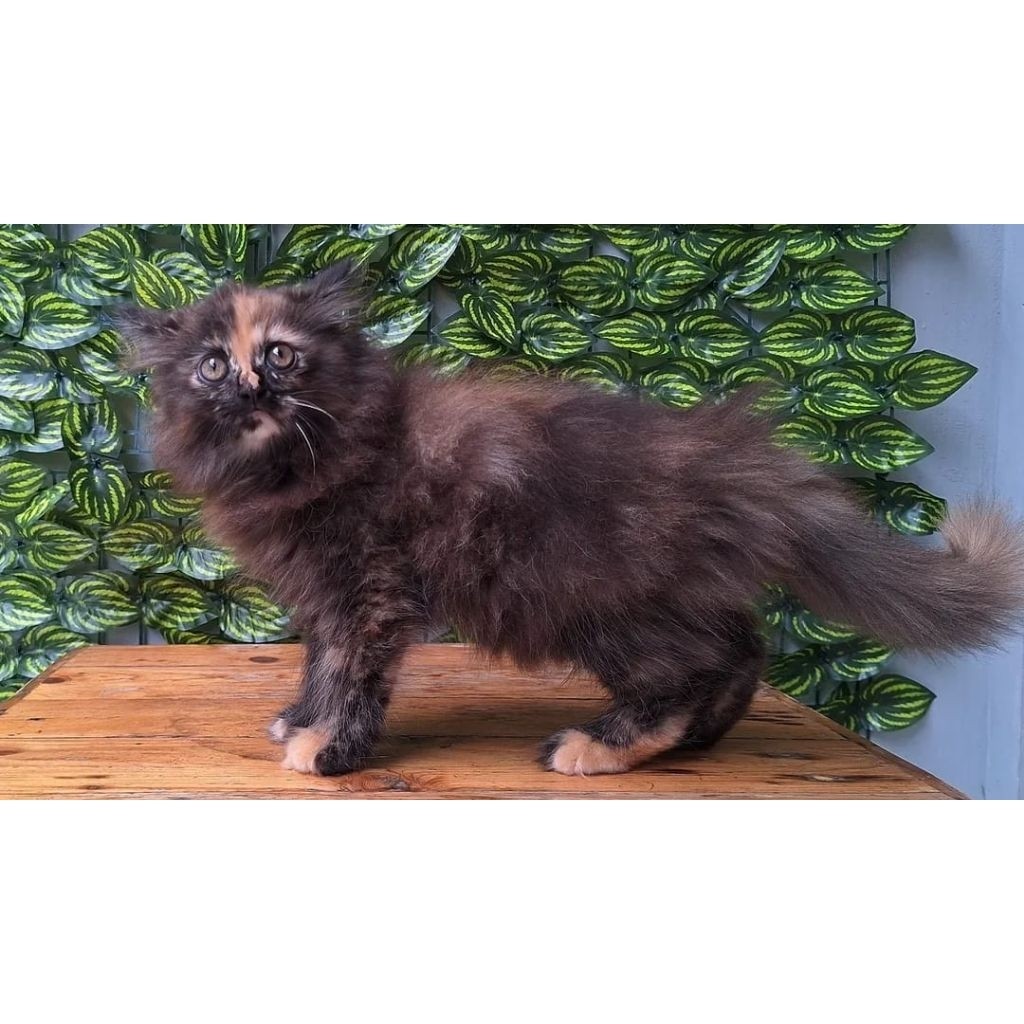 KUCING PERSIA MEDIUM BETINA 2 BULAN BLACK TORTIE