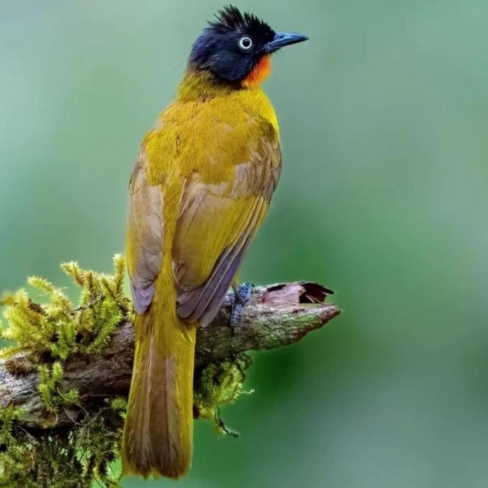 burung kutilang emas pilihan