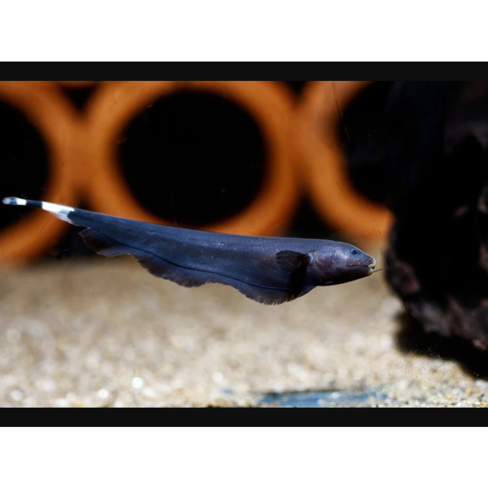 Ikan Black ( ISI 3 )Ghost Ikan Hias 6-7 cm Aquarium Aquascape