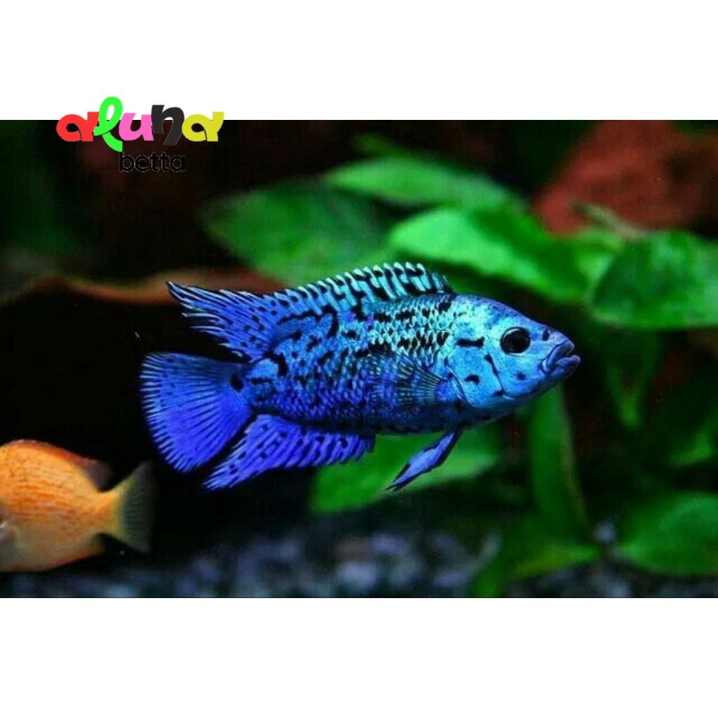 ebjd electric blue demsey cichlid ciklit sz M