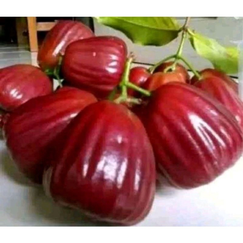 Bibit Jambu Dalhari Jambu Air Merah Manis Hasil Cangkok