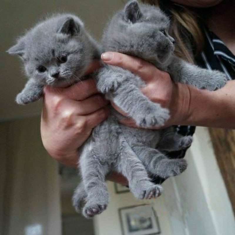 Kucing Kitten British Shorthair Lucu