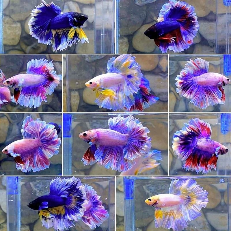 Paket Grosir Cupang Halfmoon Crowntail Plakat dan Blacking isi 30warna mix rostail siap jual lagi