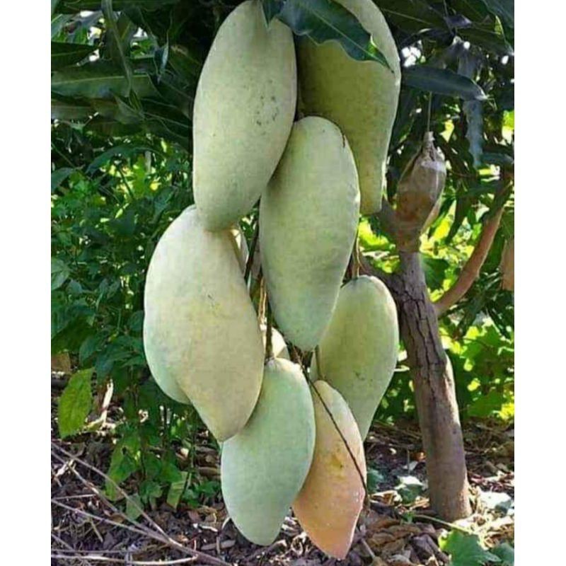 Mangga HARUM MANIS  | jaminan cepat berbuah | Bibit Okulasi / sambung pucuk