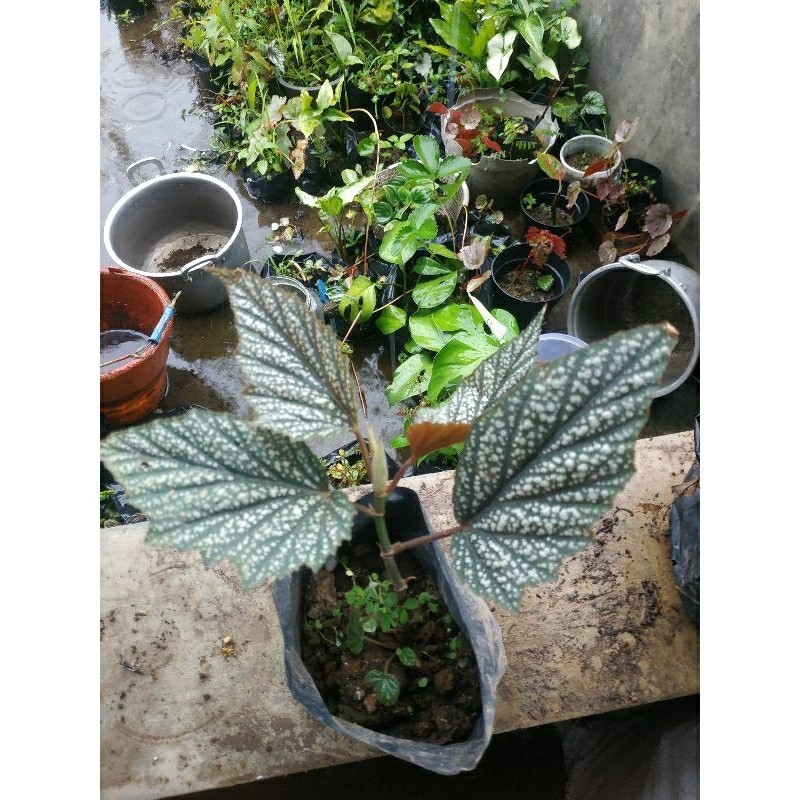 Begonia Polkadot Putih/Salju